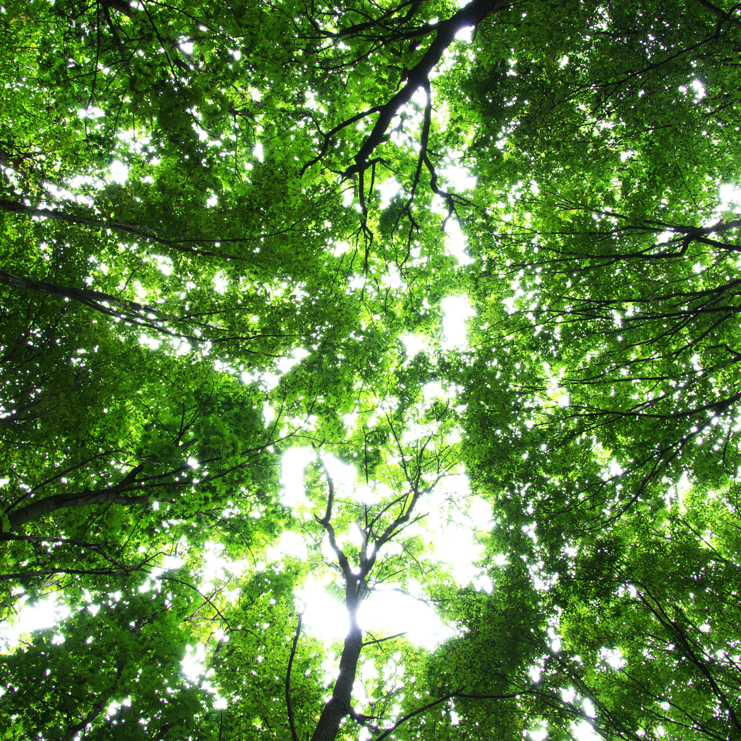 Vegan Brands, veggie brands, Eco friendly food storage, sustainable food containers, Green kitchen, businesses that give back, non toxic, plastic free, plastic-free, recyclable, moonmoon, moon moon